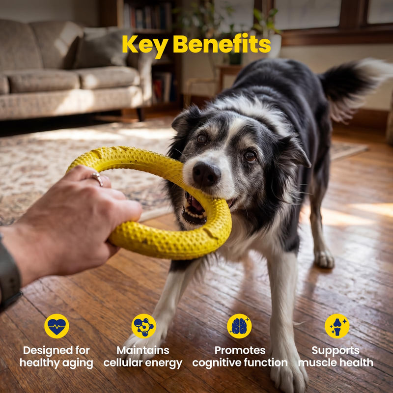 NAD+ Precursor & Senior Dog Supplement - 90 Soft Chews - NMN Alternative for Longevity & Healthy Aging - Nicotinamide Riboside, Resveratrol, Quercetin - Filet Mignon Steak Flavor Filet Mignon Steak & Beef