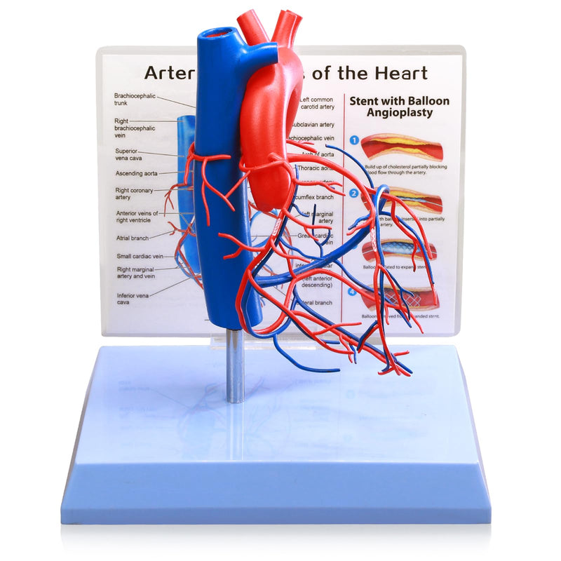 HADWYN Life Size Human Heart Model with base,Vascular Heart, Increased sized coronary anatomy depicting the cardiac veins
