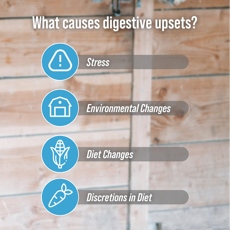 DiaGel for Equine - All Natural Horse Supplement to Help Maintain Digestive Health & Function - Oral Gel to Help Control Diarrhea - Natural Horse Products - PawsPlanet Australia
