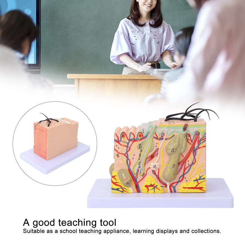 Skin Model, 35X Enlarged Skin Anatomical Model 3D Skin Layers Anatomy Model Human Skin Structure Anatomical Model for Science Classroom Study Display Teaching Model