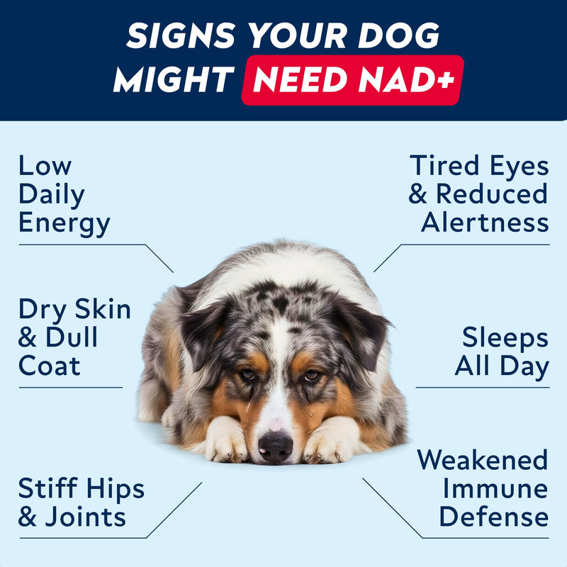 STRELLALAB NMN Supplement | NAD+ Booster for Dogs - Longevity - Quercetin, Resveratrol - Energy Boost for Senior Dogs, Canine Cognitive Supplement for Brain Health - Anti Aging Support Chews - 90Ct Peanut Butter