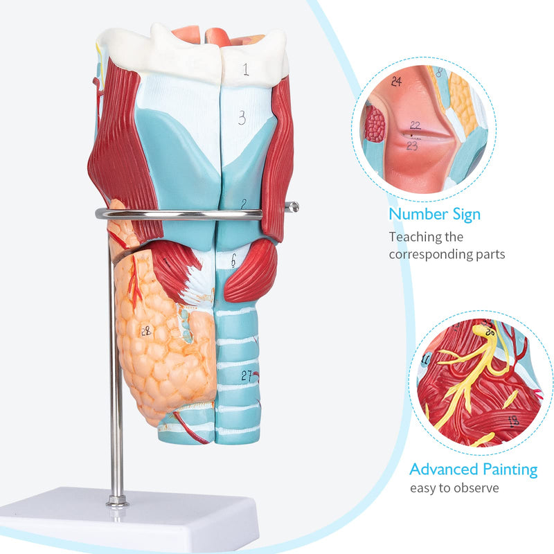 Larynx Model - Anatomically Accurate Throat Model 2X Enlarged Pharynx Model Scientific Anatomy Model of Human Larynx