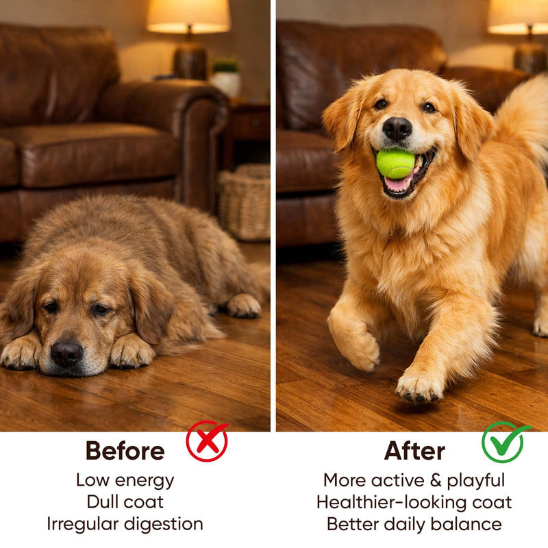 DM-01 Daily Multivitamin, Multivitamin Itch Relief Chews for Dog, Made with 12 Active Ingredients for Hip & Joint, Digestive & Boost Immunity, 60 Chew