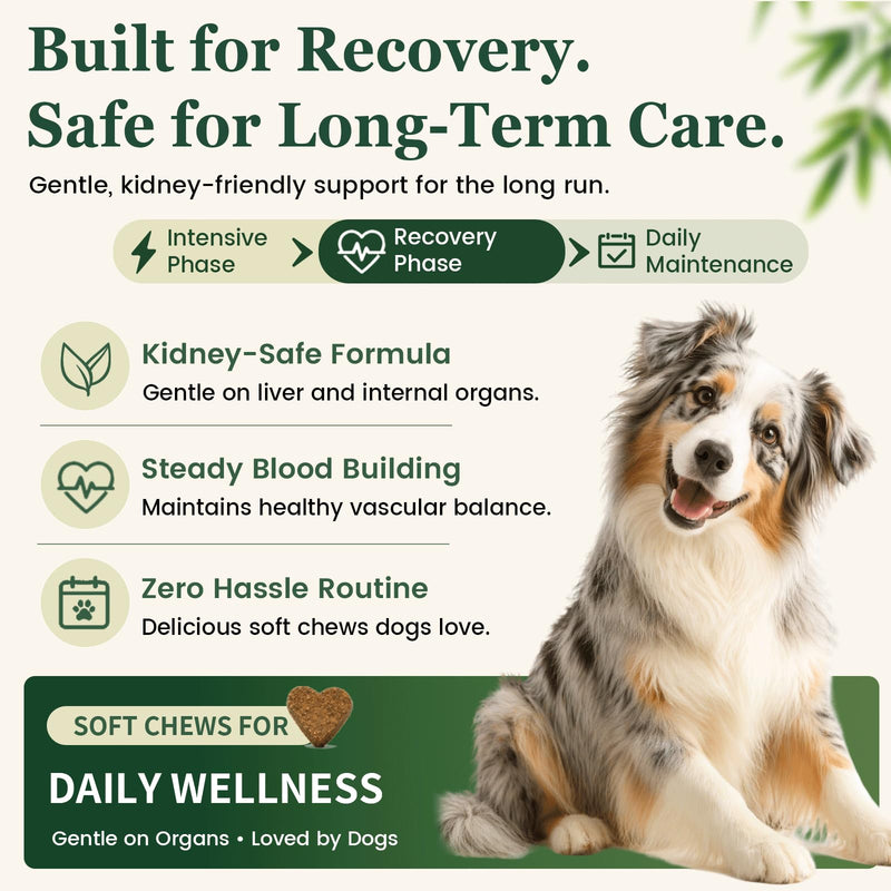 Herbal Yunnan Sanqi Soft Chews for Dogs, Stop Bleeding & Blood Builder for Hemangiosarcoma, Hemoabdomen, Cancer Bleeding, Kidney - Safe Daily Support for Long - Term Care, Boosts Vitality&Energy-150ct