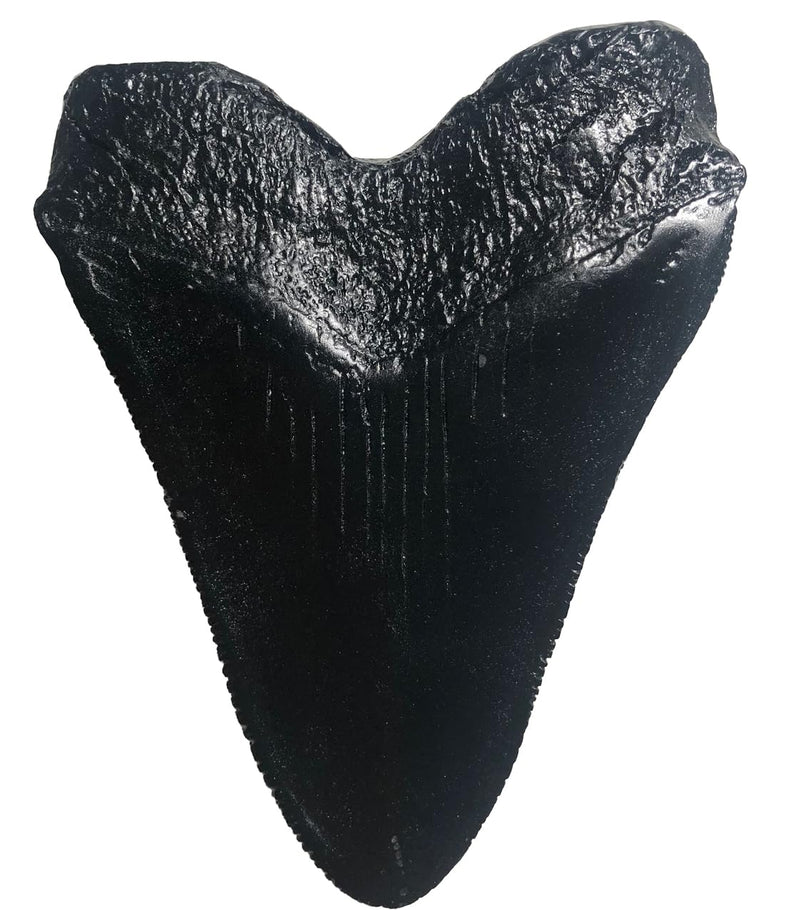 Megalodon Giant Shark Tooth Replica - Museum Quality Fossil Cast (Black) Black
