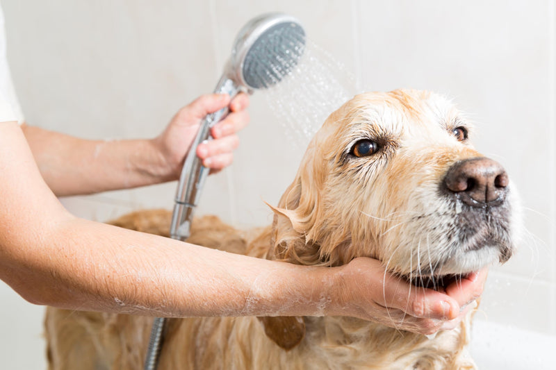Pet Silk Hypoallergenic Shampoo, Free of Dyes and Fragrances, Specially Designed for Pet's with Sensitive Skin, Infused with Keratin, Achieve a Strong, Healthy & Smooth Coat for Your pet! (16oz) 16oz - PawsPlanet Australia