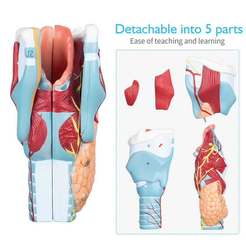 Larynx Model - Anatomically Accurate Throat Model 2X Enlarged Pharynx Model Scientific Anatomy Model of Human Larynx