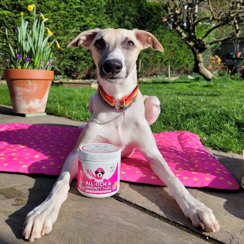 NutriPaw All-Itch Immunity Treats For Dogs - Soothe Itchy Paws, Eyes, Ears, Skin - Stop Itching, Licking, Scratching - Perfect for Small, Medium & Large Dogs - Supports Seasonal Itching - PawsPlanet Australia