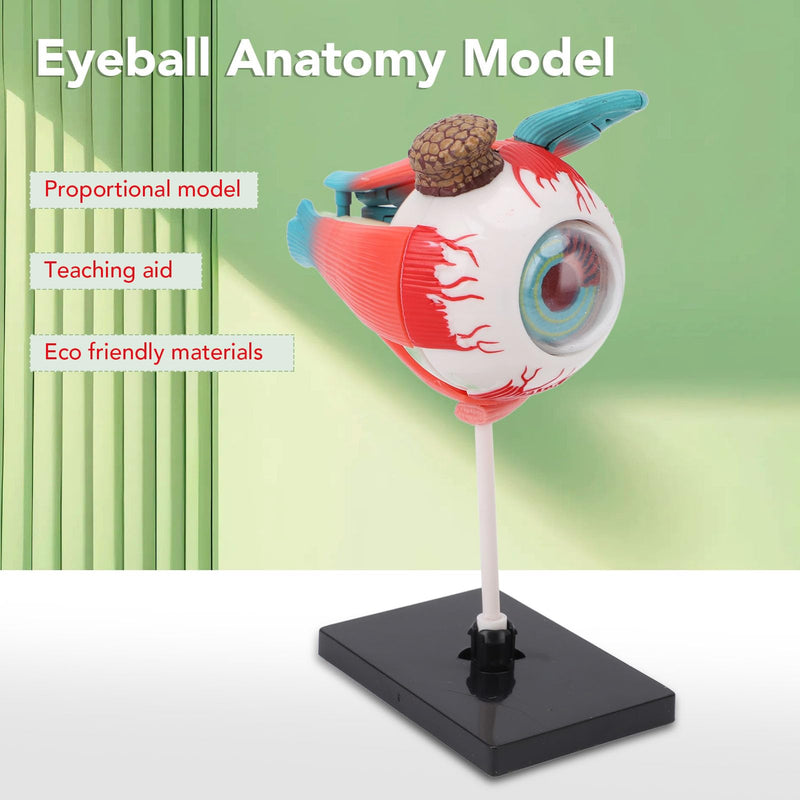 ZJchao Human Eye Anatomical Model with 16 Detachable Parts - Science Teaching Eyeball Model for Education & Display