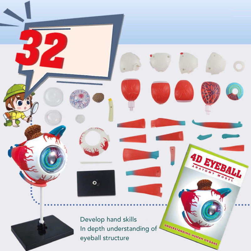 ZJchao Human Eye Anatomical Model with 16 Detachable Parts - Science Teaching Eyeball Model for Education & Display