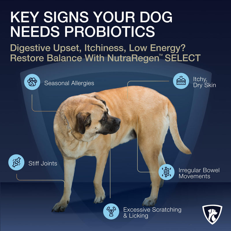 Nutraregen Digestive Dog Probiotic Powder 30 Scoops | Beef Flavored Dog Probiotics for Digestive Health, Supports Gut Health, Scratching, Itchy & Dry Skin, Allergies 2.1 Oz | 7 Bn CFU