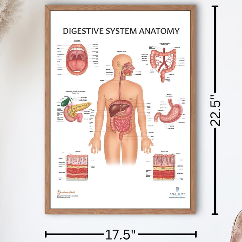 11 PACK Human Body Systems Anatomy Poster Set, LAMINATED, Anatomy and Physiology, 17.3 x 22.5 Inches, Body System Diagram, Anatomical Charts for Education Learning and Students