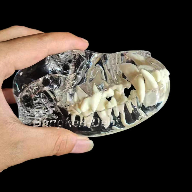 Transparent Canine Dog Cat Rabbit Teeth Skull Anatomical Model Dental Animals Oral Tooth Jaw For Veterinary Office Teaching Decoration Demonstrate (Dog Skull) Dog Skull