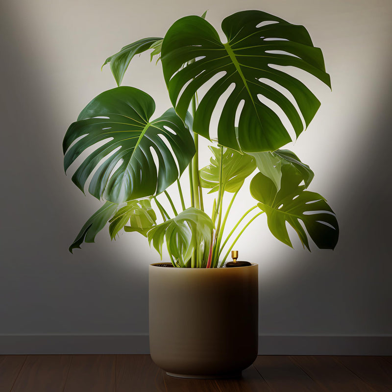Wireless Spotlight Indoor,Battery Operated Wall Accent Lighting,LED Puck Lights with Remote,Plants light/Uplighting,Stick on Display Wall Light for Picture Painting Artwork Portrait Closet Home Decor Black
