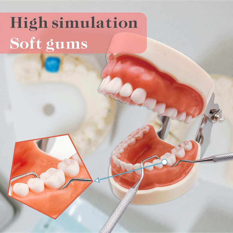 Typodont Teeth Model with Removable Teeth,Dental Tooth Model Suitable for Teaching, Practice and Study, with a Small Screwdriver. (Model and 32 Teeth) Model and 32 Teeth