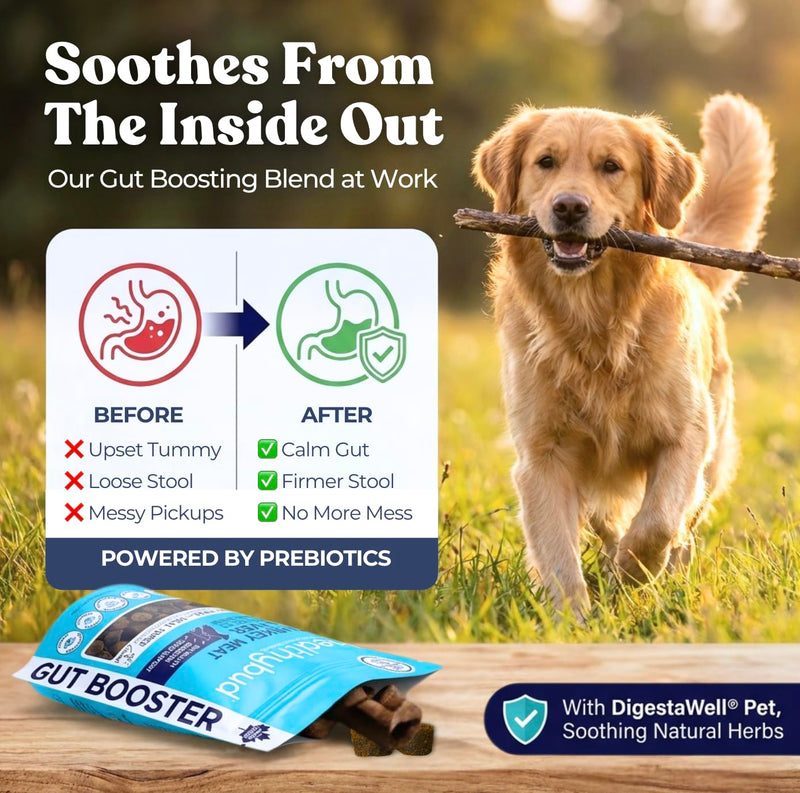 Healthybud Dog Probiotic Chews – Digestive & Gut Health Support – Prebiotic, Fiber, Pumpkin & Sweet Potato – Stool Hardener & Sensitive Stomach Relief – Made in Canada (4.6oz) 4.6 Ounce (Pack of 1)