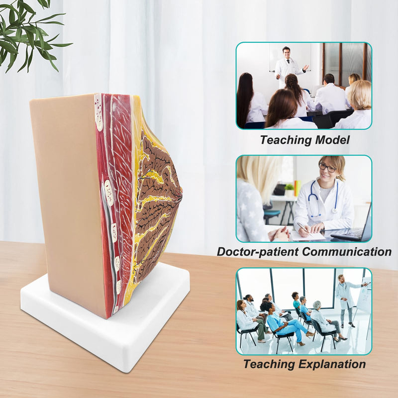 qzzXoq Lactating Breast Sagittal Section Model, Breast Anatomy Model with Number Manual Anatomical Display Model for Medical Student Demonstration Medical Teaching