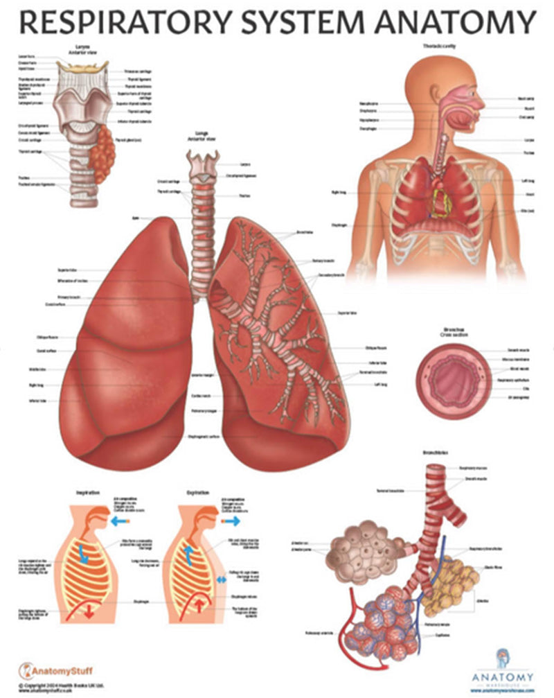 11 PACK Human Body Systems Anatomy Poster Set, LAMINATED, Anatomy and Physiology, 17.3 x 22.5 Inches, Body System Diagram, Anatomical Charts for Education Learning and Students