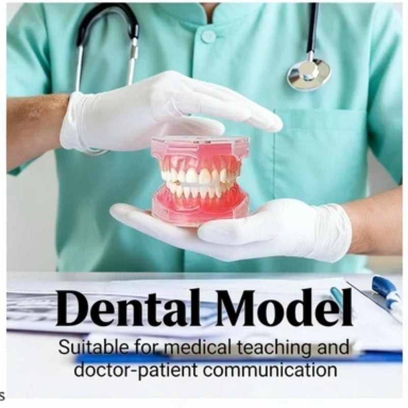 Dental Teeth Model-Dental Hygiene Student Must Haves,Teeth Practice,Typodont Teeth Model,Dental Assistant Must Haves.（Standard） standard