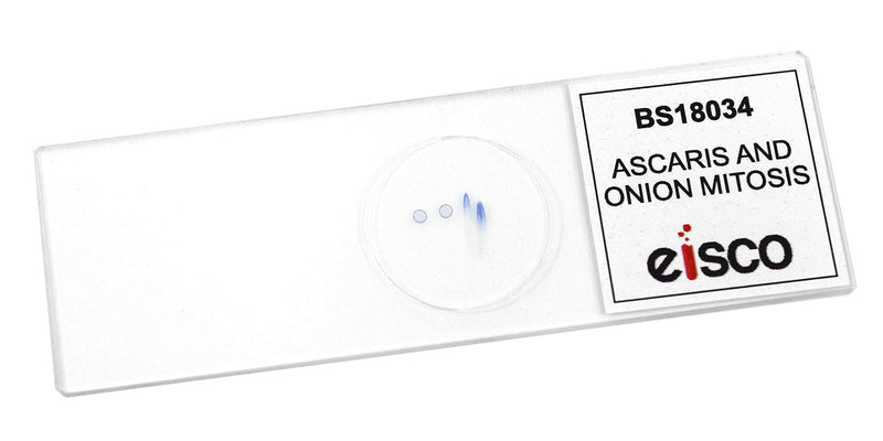 EISCO Ascaris & Onion Mitosis, Prepared Microscope Slide - 75 x 25mm - Plant & Animal Mitosis, Introductory Microscopy Single Slide