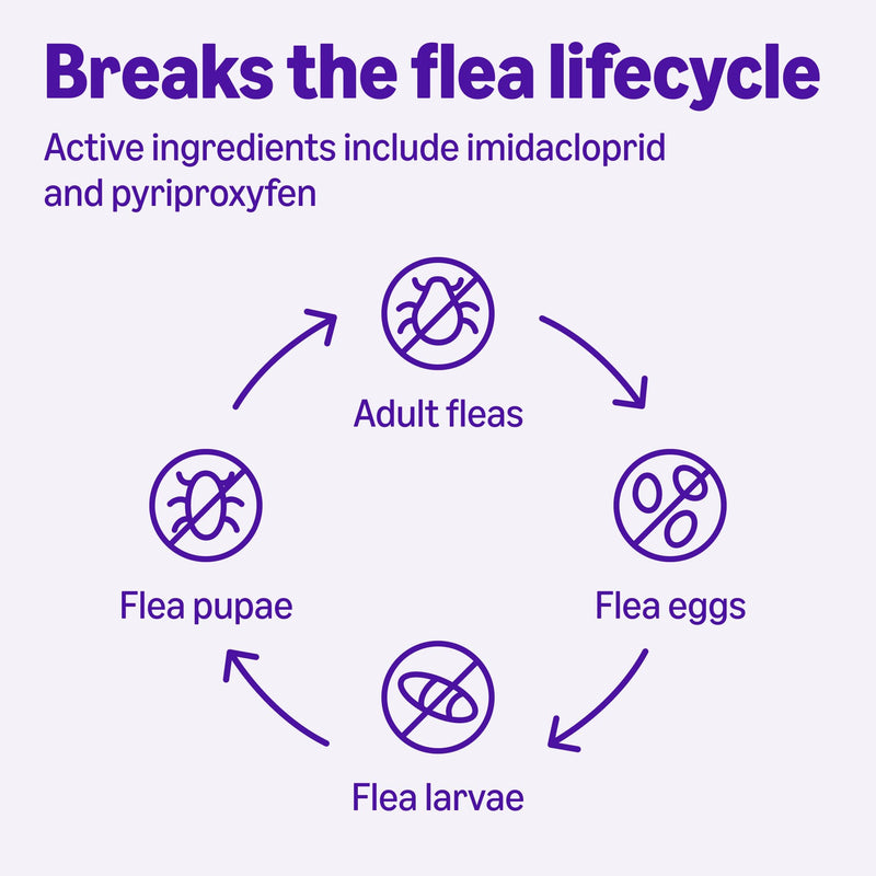 Amazon Basics Preventative Topical Flea Treatment and Prevention for Large Cats (Over 9 Pounds), Kills Fleas Within 12 Hours, 6 Count
