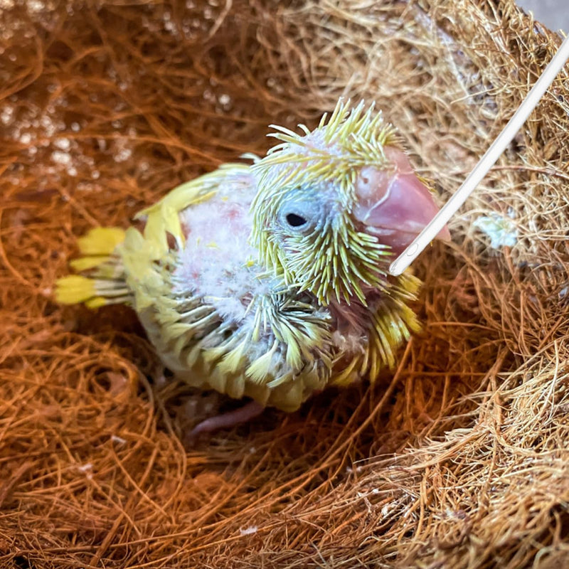 100Pcs Baby Bird Feeding Tubes Soft Clear Replacement for Parrots Small Birds Hand Feeding Accessories for Bird Breeders