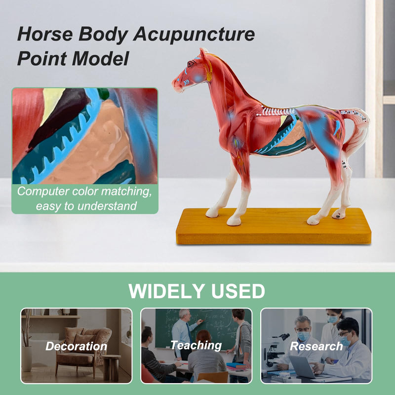 Horse Acupuncture Model, Animal Acupuncture Model Contains 116 Acupoints Half Acupoints and Half Muscles Used, for Veterinary Animal Anatomy Teaching and School Scientific Research Display