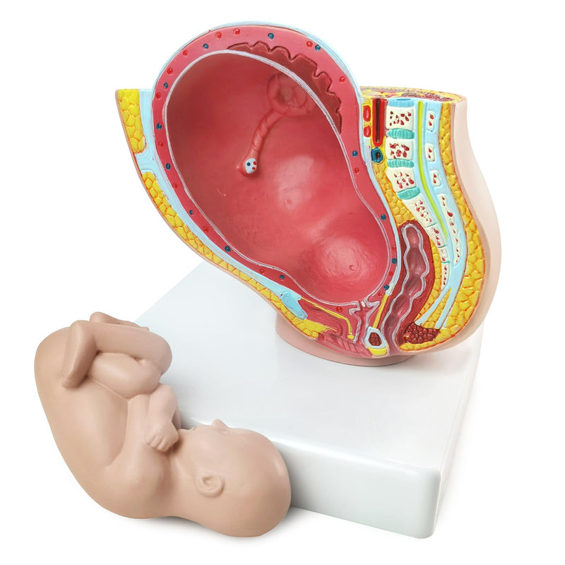 NEW HORIZON Medical Anatomical Pregnant Human Female Pelvis with Pregnancy 9 Months Baby Fetus Mode 1/2 Life Size with Removable Organs, 2-Parts, Hand Painted