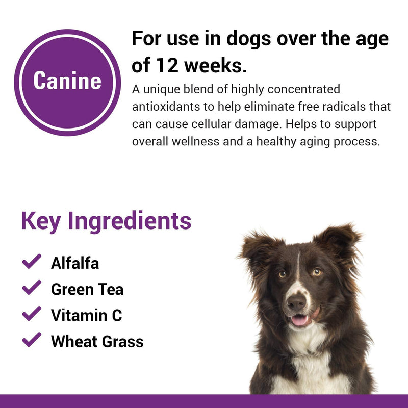 Vet Classics Antioxidants with Coenzyme Q-10 for Dogs, with Alfalfa, Green Tea, Vitamin C, & Wheat Grass, 120 Chewable Tablets - PawsPlanet Australia