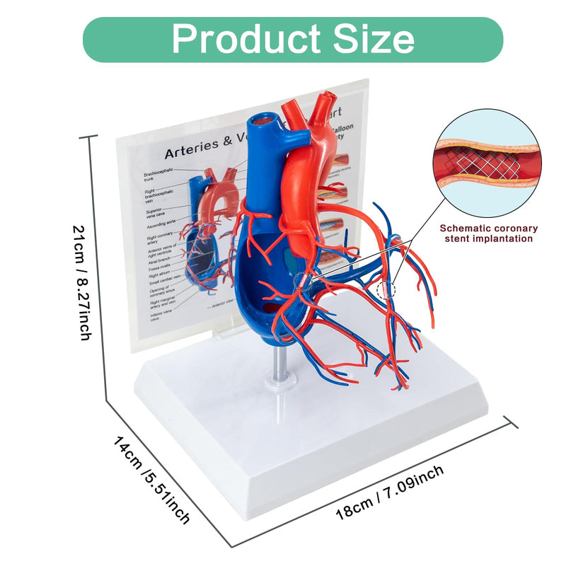 Human Heart Vascular Model, Life Size Cardiovascular Model Showing The Arteries and Veins with Base for Medical Classroom and Cardiology Study