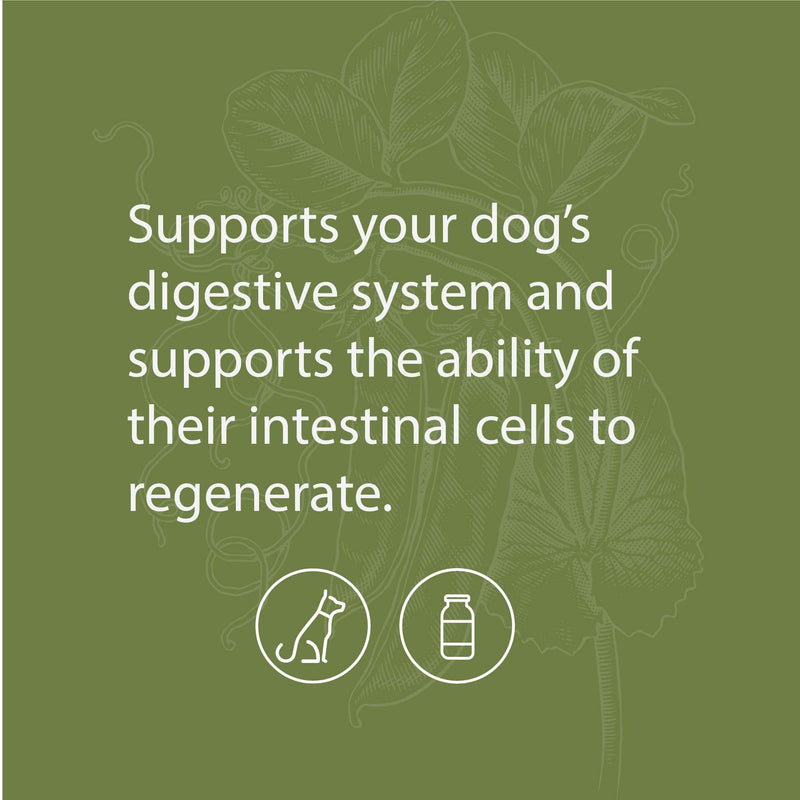 Standard Process Canine Enteric Support - Digestive System Support for Dogs - Nutritional Dog Supplement for Gut Health Support - Canine Supplement Formula to Aid Healthy Digestion - 30 g 30 Grams (Pack of 1) - PawsPlanet Australia