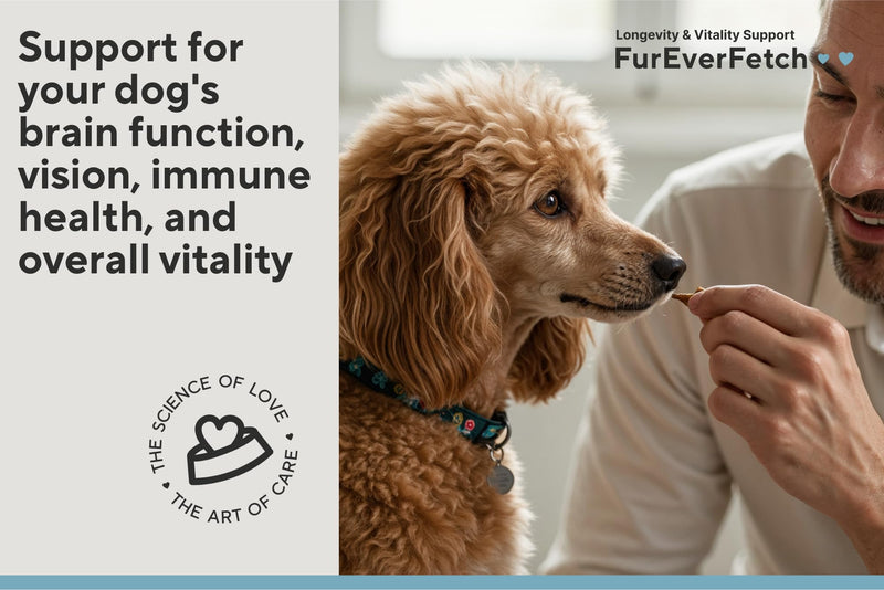 Supplement Treats for Senior Dogs ~ Cognitive Support | Premium Canine Longevity Stack | Lion's Mane, Turkey Tail & Phosphatidylserine | Biohacking Brain Health Formula | Beef Flavor