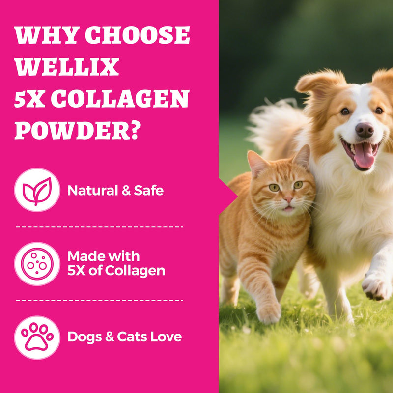 Wellix 7.05oz Natural Collagen Powder for Cats & Dogs - Healthy Skin,Coat,Hip and Joint Supplement for Cat - with MSM,Vitamin C,E,Hyaluronic Acid for Pet Support - Chicken Flavor