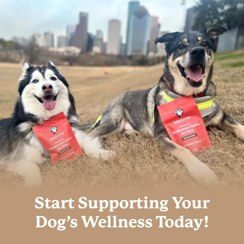 Lolahemp Mushroom Supplement for Dogs - Tasty Chews with Organic Mushroom Complex for Immune System & Cognitive Health - Turkey Tail, Reishi, Shiitake, Maitake & Lion's Mane - PawsPlanet Australia