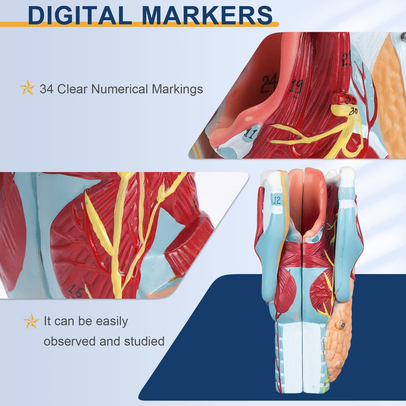 Healthible Human Larynx Model - 2X Anatomically Detachable Throat Model for Hospital Classroom