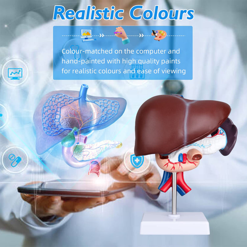 Human Liver Anatomical Model - Life Size Human Pancreas Pathology Model Liver Teaching Model Liver Dissection Model