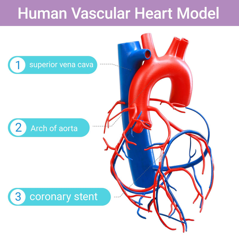HADWYN Life Size Human Heart Model with base,Vascular Heart, Increased sized coronary anatomy depicting the cardiac veins