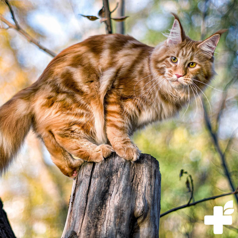 ReaVET Barf Complete Cat for 5 months - Barf all-round care for cats, Barf for cats, Barf supplement for cats, cat vitamins for cats and cat minerals - PawsPlanet Australia