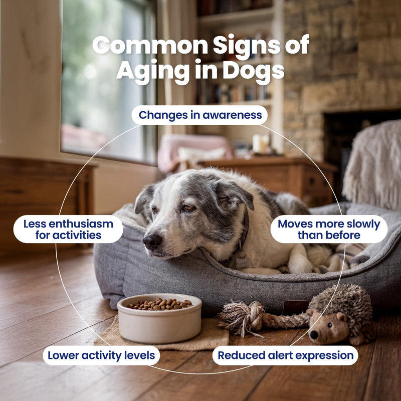 NAD+ Precursor & Senior Dog Supplement - 90 Soft Chews - NMN Alternative for Longevity & Healthy Aging - Nicotinamide Riboside, Resveratrol, Quercetin - Filet Mignon Steak Flavor Filet Mignon Steak & Beef
