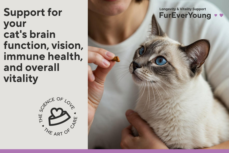 Supplement Treats for Senior Cats ~ Vision & Brain Longevity | Premium Feline Supplement | Functional Mushroom Complex + Taurine | Vet-Formulated with DHA, Arachidonic Acid & L-Arginine