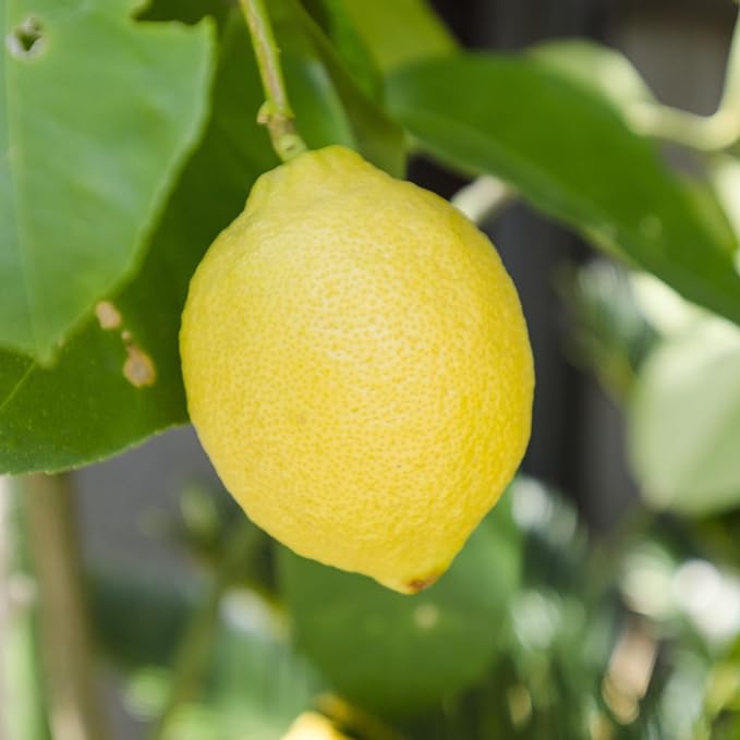 Lemon 10ml Incent Essential Oil Essential Oil - NewNest Australia