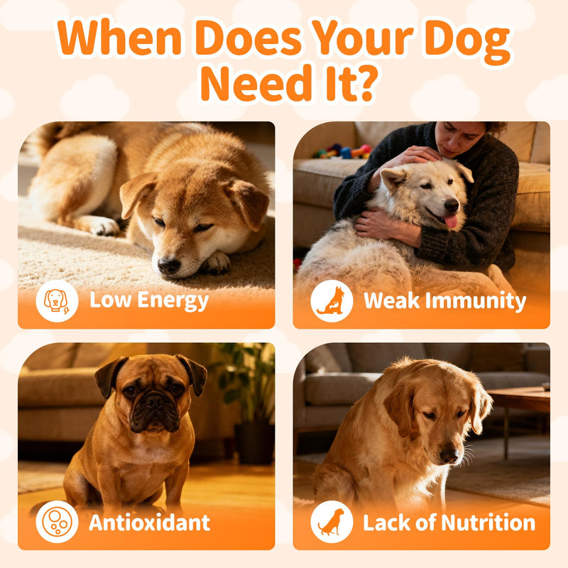 Dog Vitamins and Supplements for Daily Energy, Immune, Antioxidant, Gut, Skin & Coat, Dog Multivitamin Powder for Homemade Food with L-Carnitine, Taurine, Probiotics - Chicken Flavor, 75 Scoops 180G-Chicken