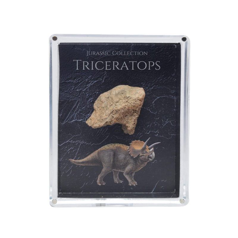 Authentic Triceratops Fossil Bone Gift Box - 67 Million Year Old Cretaceous Specimen in Lucite Case, Montana