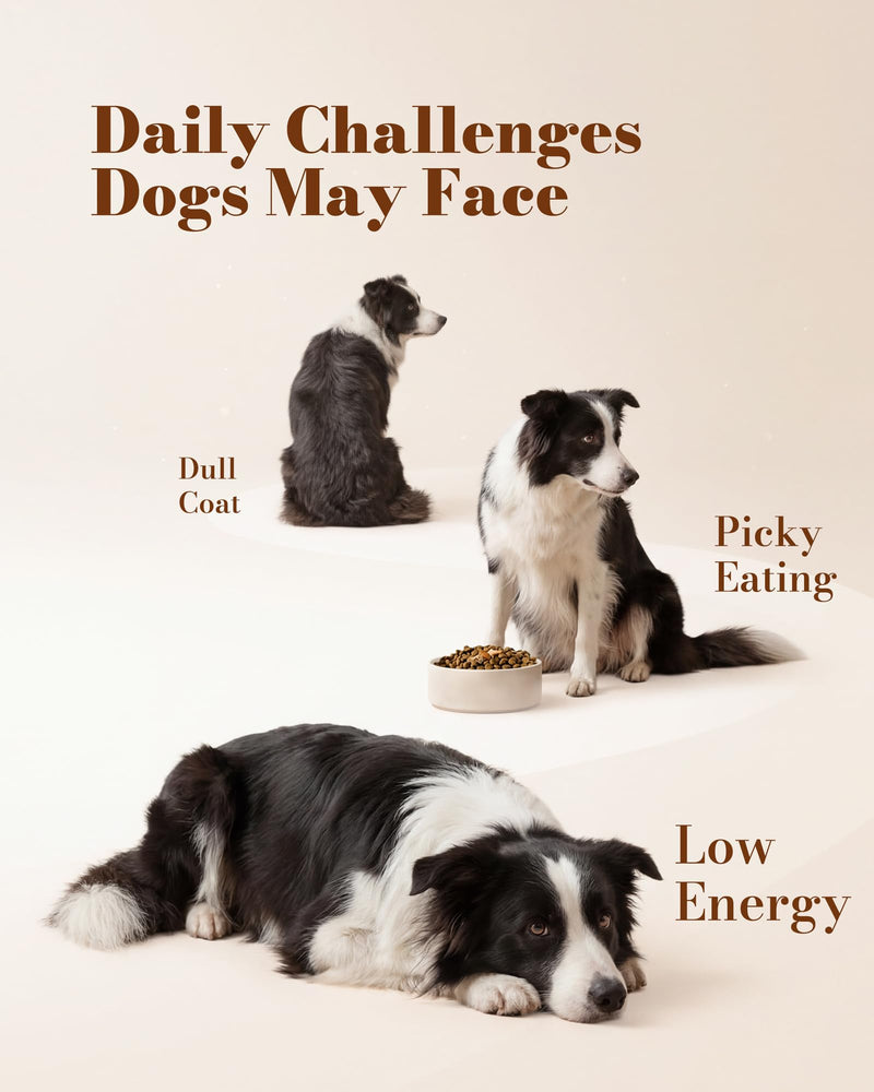 Dog Multivitamin Soft Chews – Daily Dog Vitamins & Supplements for Immunity, Skin & Coat, Digestion & Overall Wellness, Tasty Chewable Vitamins for Dogs, All Breeds & Ages, Chicken Flavor, 120 Chews