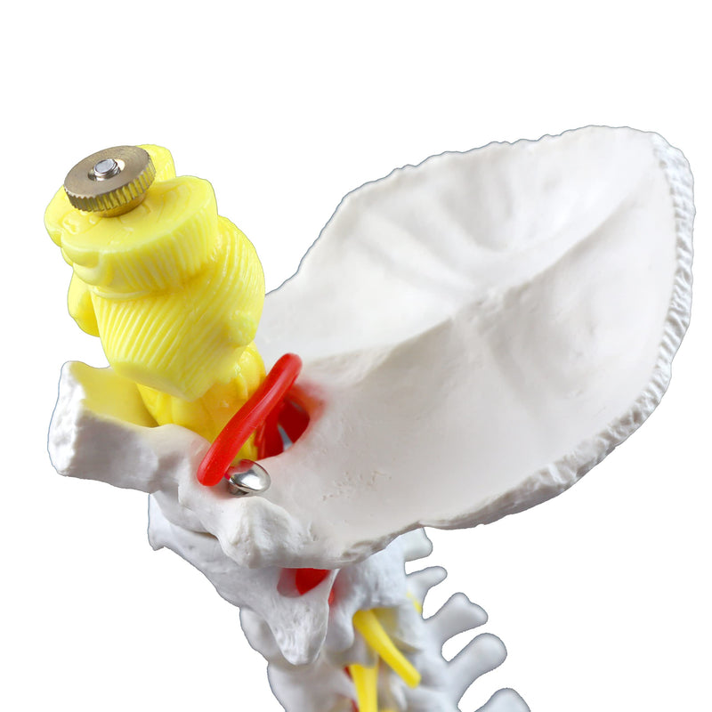 Parco Scientific PB00052 Cervical Spine with Nerves & Arteries Life-Size, Articulated, 7 Cervical Vertebrae, Intervertebral Discs, Occipital Bone, Spinal Cord, Paired Spinal Nerves & Vertebra