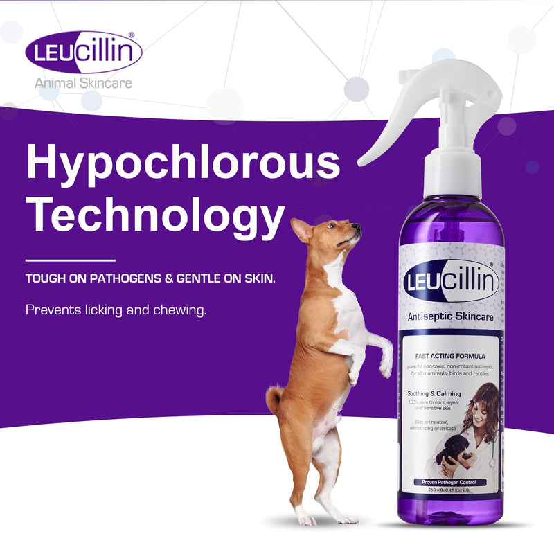Leucillin Natural Antiseptic Spray - Antibacterial Antifungal Antiviral for Dogs Cats All Animals Itchy Skin Minor Wound Care and Skin Health | 500ml 500 ml (Pack of 1) - PawsPlanet Australia