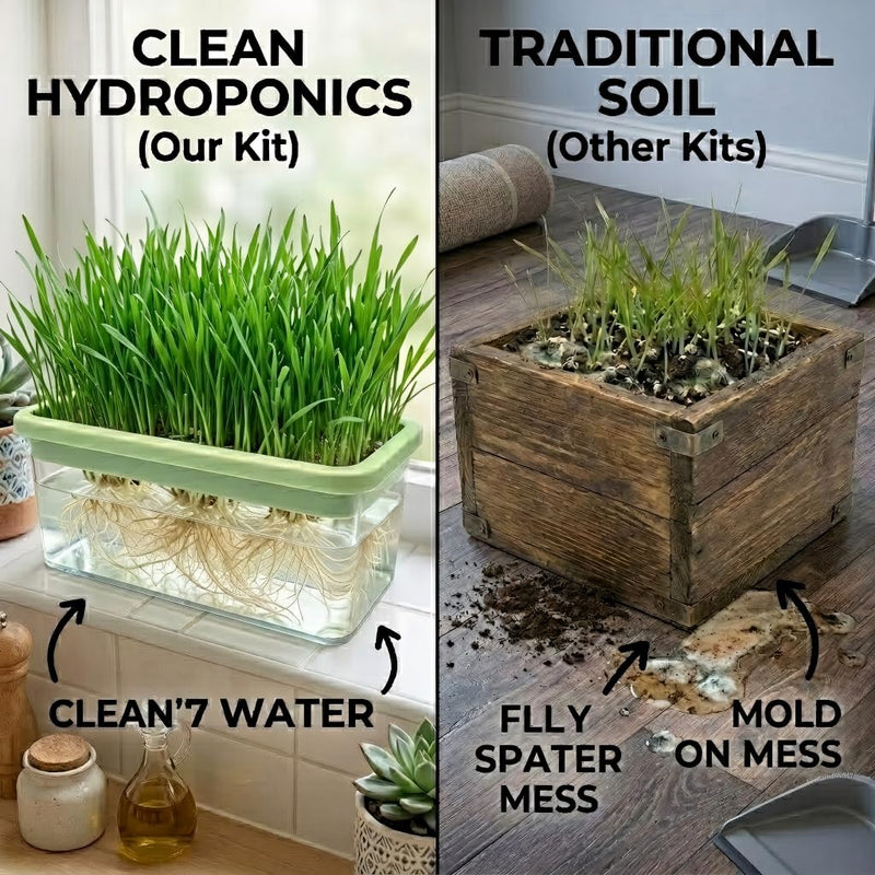 Hydroponic Cat Grass Kit with 6 Pack Non GMO Seeds & Scissors - Cat Grass for Indoor Cats, Helps Cat with Hairballs & Digestion, Easy 3-Step Setup (Food-Safe PP&AS, Plant 3-6 Times)