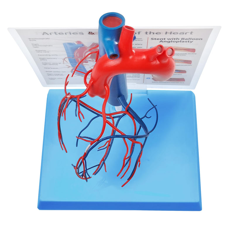 NEW HORIZON Human Heart Model Vascular Heart, Naturally Size, with base Increased sized coronary anatomy depicting the cardiac veins