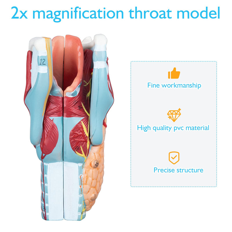 Larynx Model - Anatomically Accurate Throat Model 2X Enlarged Pharynx Model Scientific Anatomy Model of Human Larynx