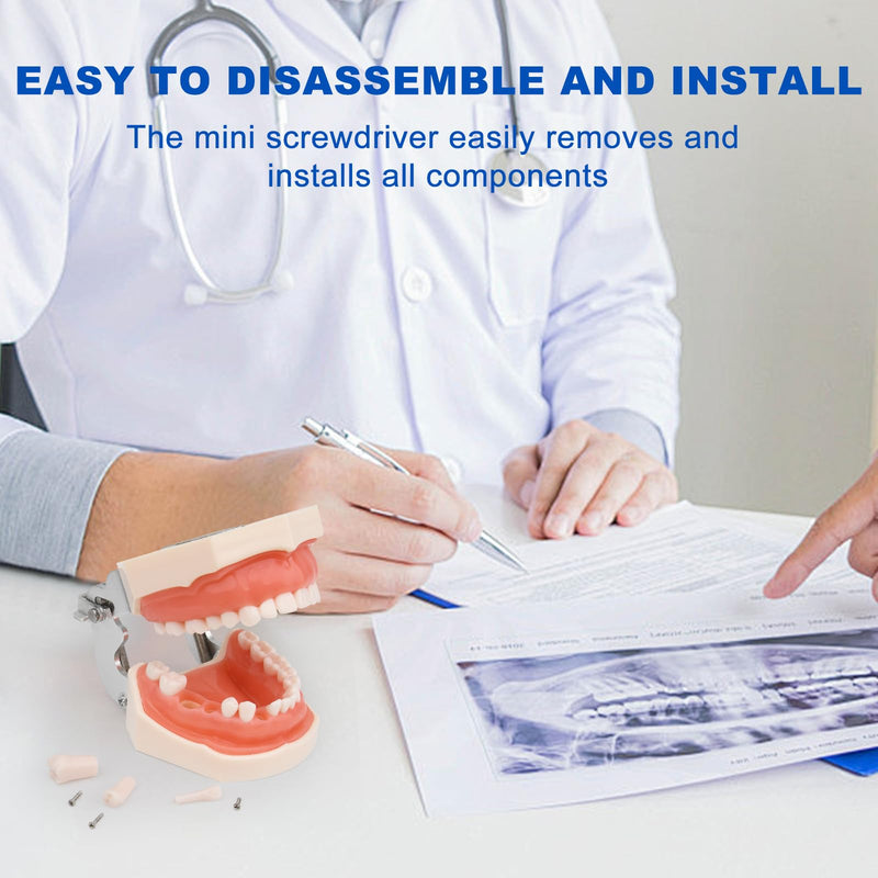 H32C-01 Removable 32Pcs Screw-in Model, Soft Gum Model Comes with a Small Screwdriver Easy to Disassemble and Replace, Suitable for Teaching Practice and Study